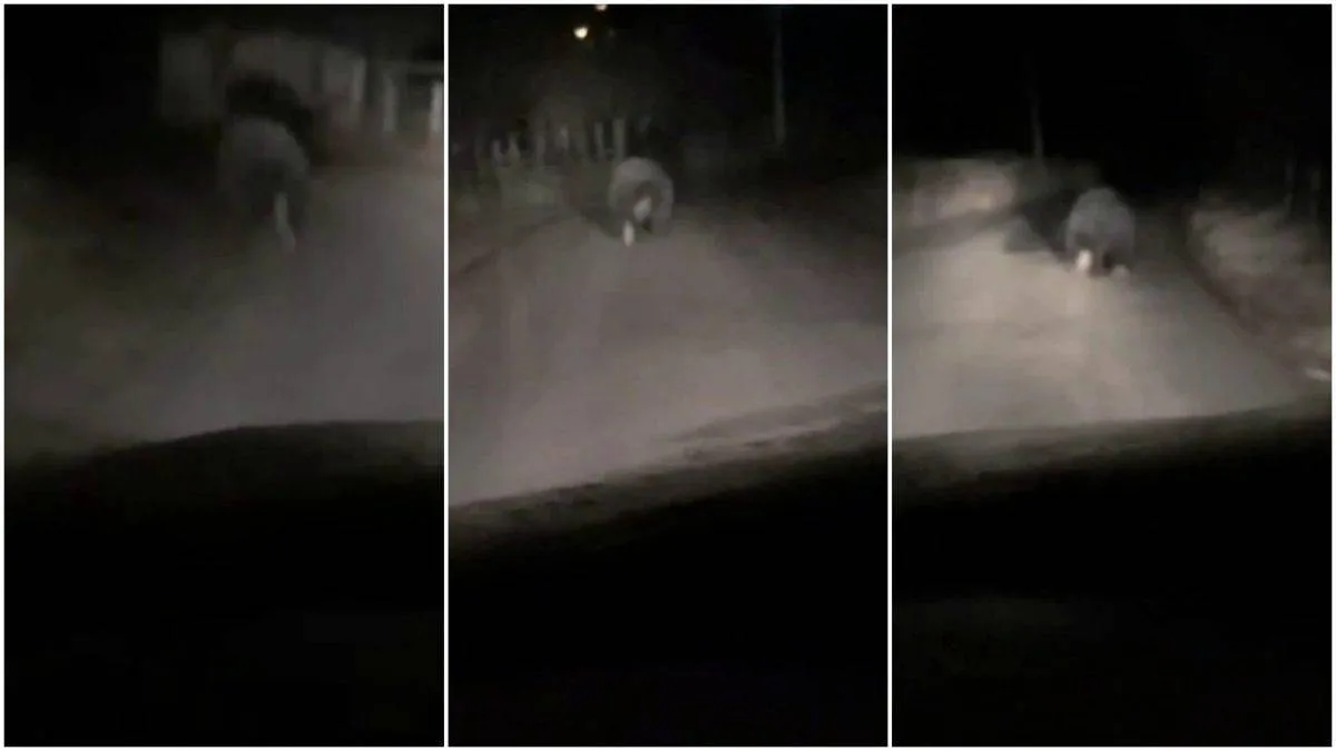 Trei cadre întunecate arată un animal cu blană pe un drum, în fața unui vehicul; marginea parbrizului este vizibilă jos.