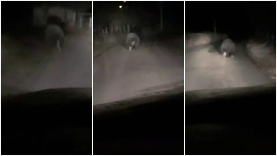 Trei cadre întunecate arată un animal cu blană pe un drum, în fața unui vehicul; marginea parbrizului este vizibilă jos.