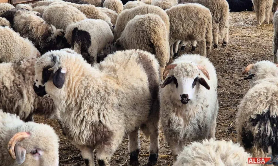 Mai multe oi cu lână albă și pete negre stau înghesuite pe un teren acoperit cu paie.