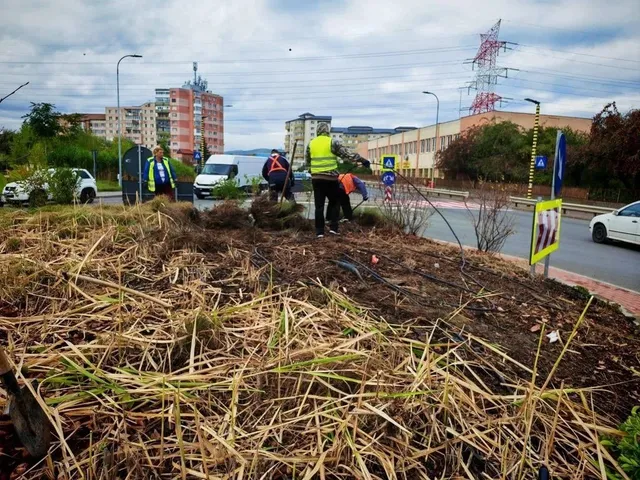 Mai mulți oameni stau lângă o zonă cu vegetație tăiată, în apropierea unei străzi pe care circulă mașini.