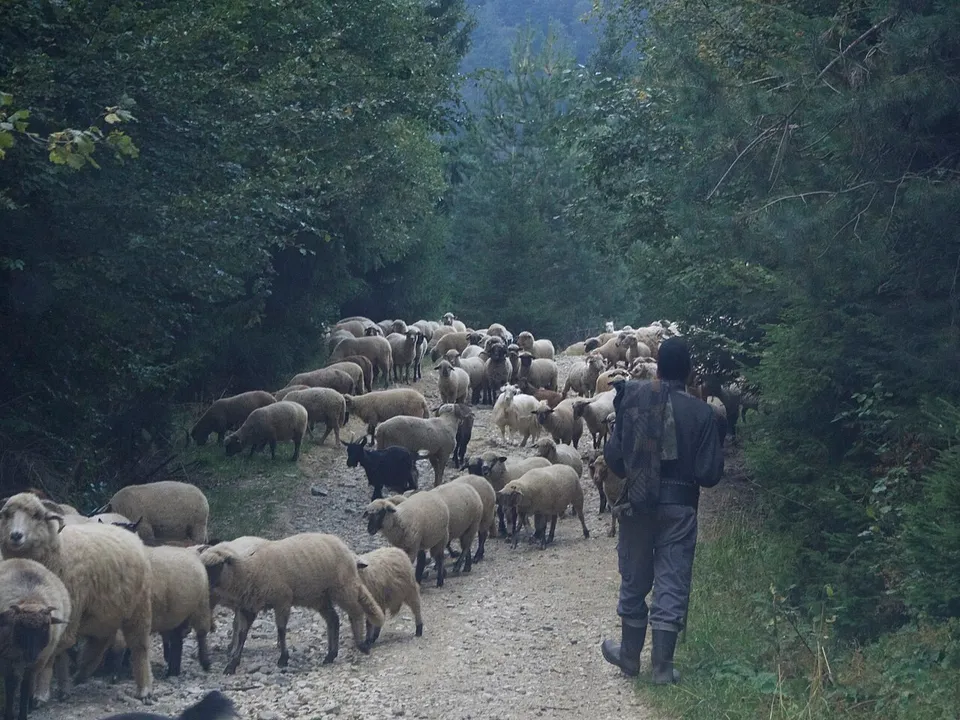 O turmă de oi se află pe un drum pietruit, mărginit de copaci, iar o persoană cu haine închise la culoare stă lângă ea.