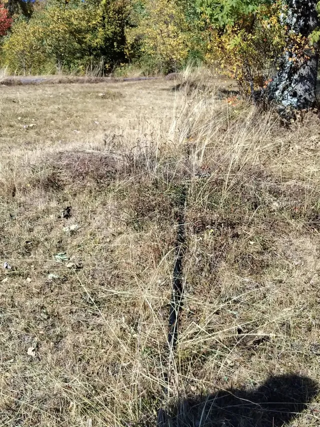 Un cablu negru subțire traversează iarba uscată, cu arbori în fundal și o umbră în colțul din dreapta jos.