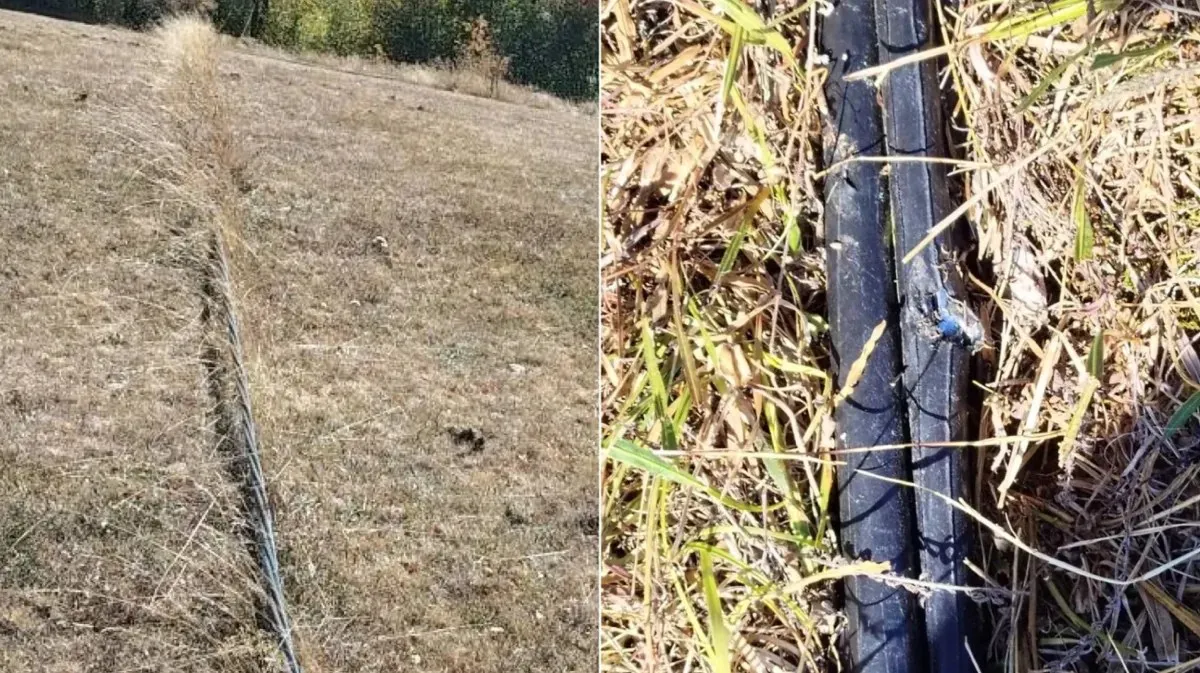 Într-un teren cu iarbă uscată se vede un cablu întunecat întins, iar alături apare mărit printre fire și tulpini.