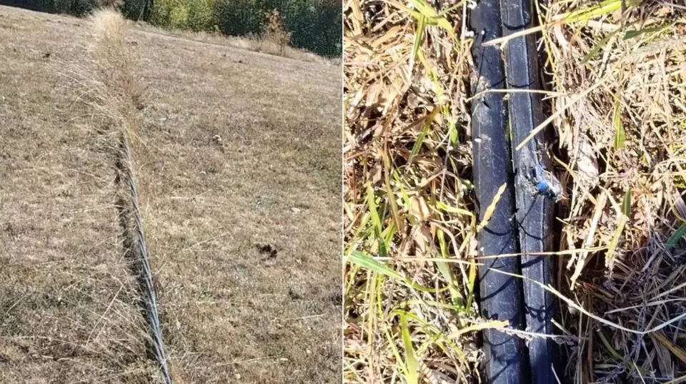 Într-un teren cu iarbă uscată se vede un cablu întunecat întins, iar alături apare mărit printre fire și tulpini.