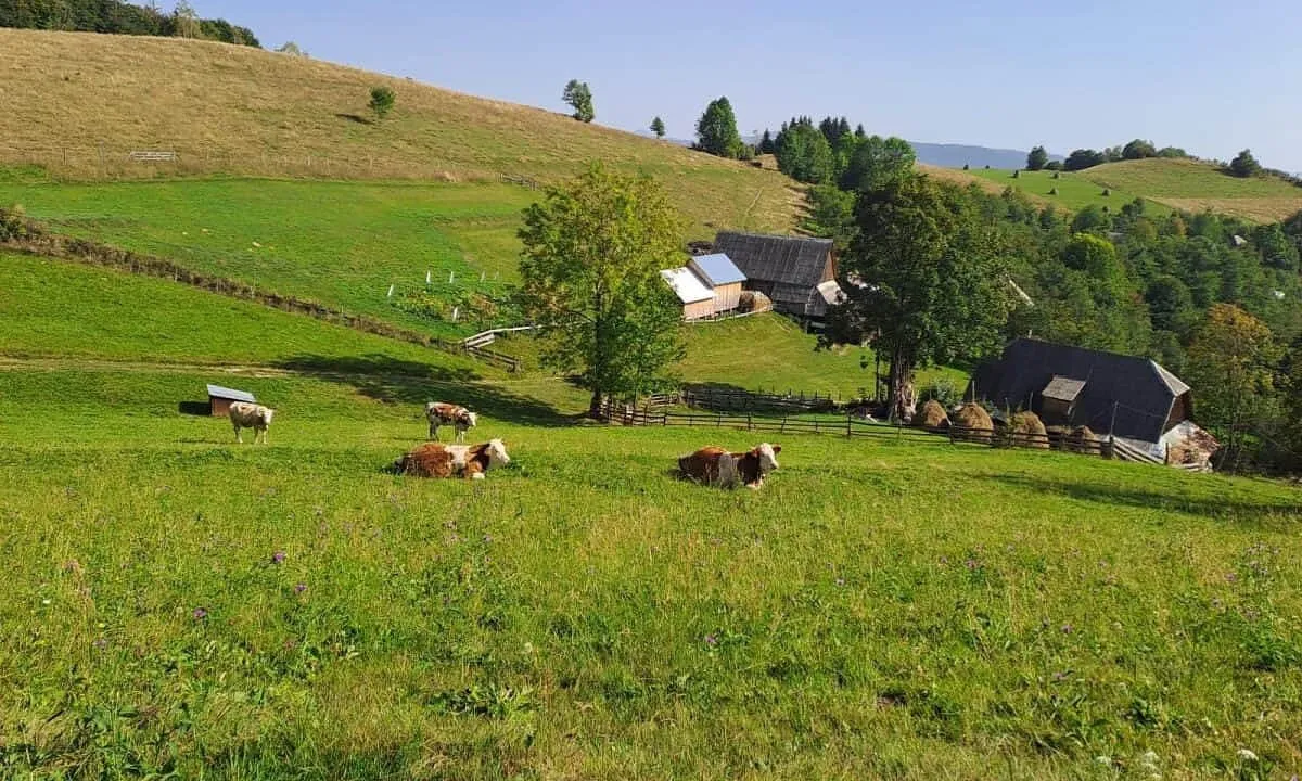O pajiște verde, cu mai multe bovine, câteva case și copaci, se întinde sub dealuri însorite.