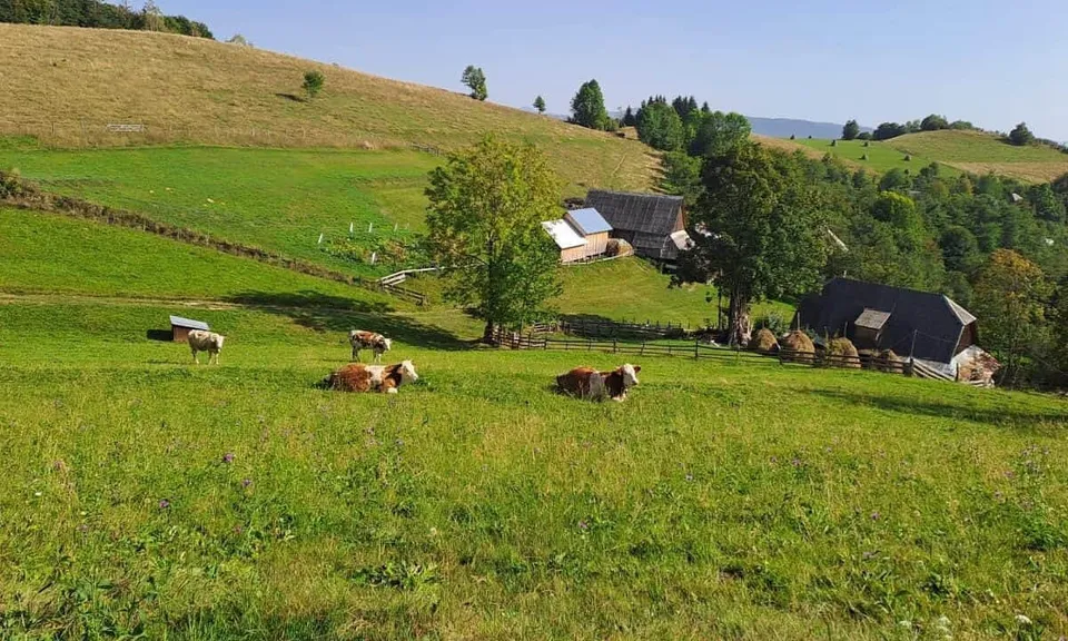 O pajiște verde, cu mai multe bovine, câteva case și copaci, se întinde sub dealuri însorite.