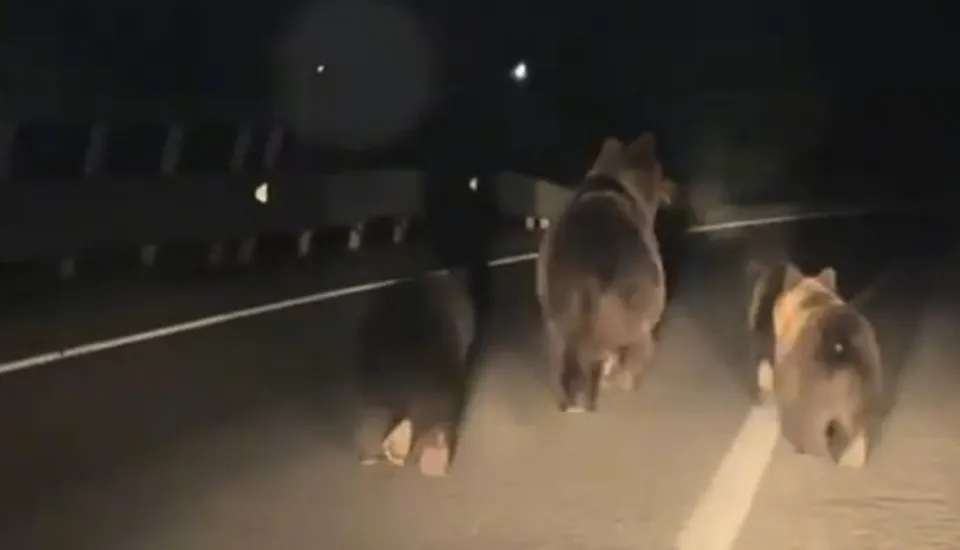 Un urs adult și trei pui se află pe carosabil, văzuți din spate în lumina farurilor unui vehicul.