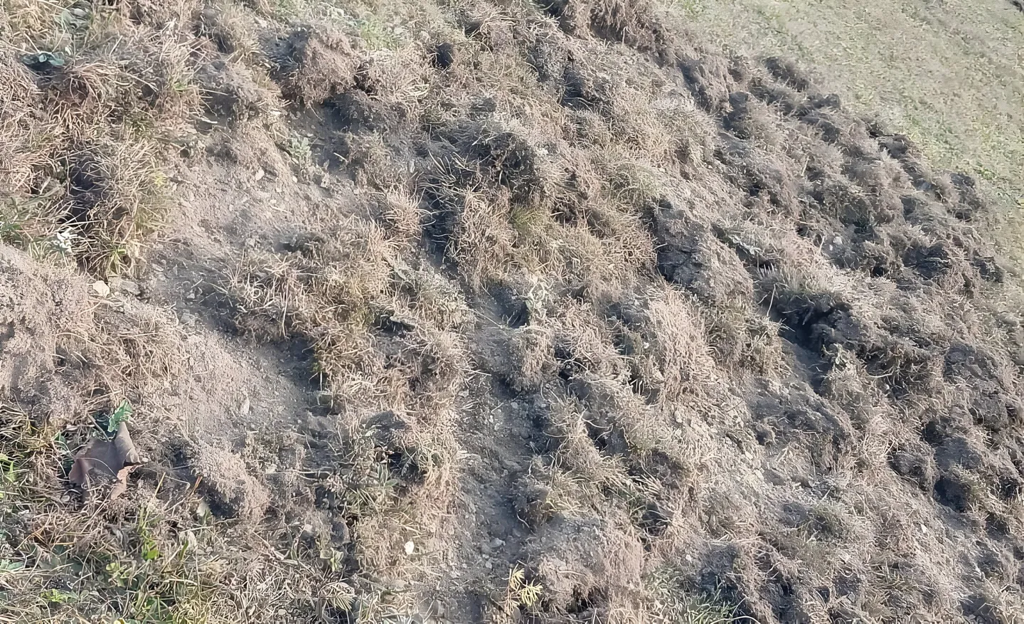 Un teren acoperit cu iarbă uscată prezintă numeroase porțiuni de pământ descoperit și smocuri de vegetație răvășite.
