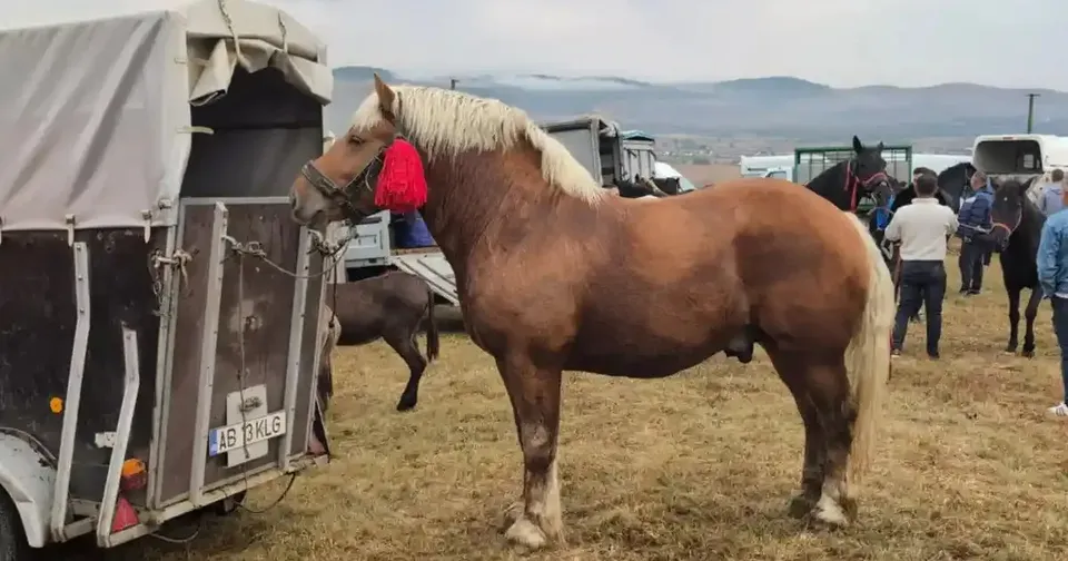 Un cal maro cu coama blondă stă lângă o remorcă, iar mai mulți oameni și alte vehicule se văd în fundal.