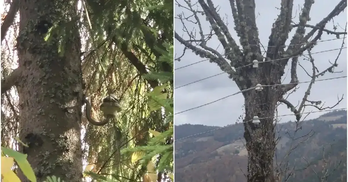 Două imagini alăturate arată trunchiuri de copaci, crengi și cabluri; în stânga se vede frunziș des, iar în dreapta, un deal în fundal.