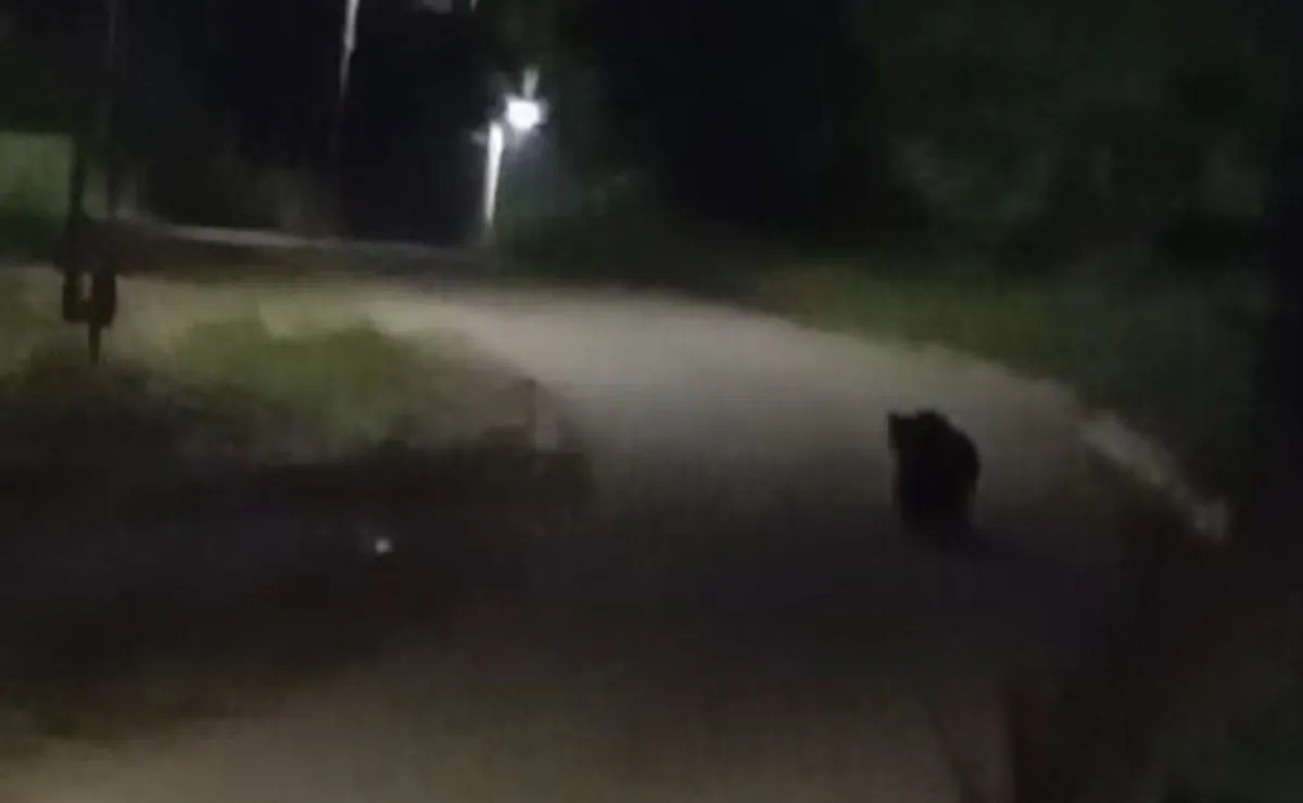 O siluetă întunecată de animal se află pe un drum slab luminat, mărginit de vegetație și de un stâlp.