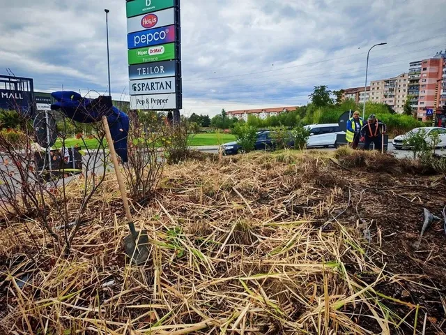 În prim-plan se văd tulpini uscate și pământ, iar în fundal apar muncitori, mașini, un panou înalt și clădiri.
