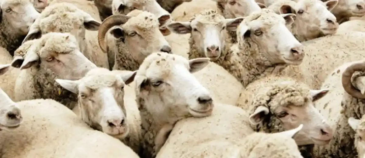Un grup dens de oi cu lână albă și cenușie stă strâns; în față se văd mai multe capete și urechi.