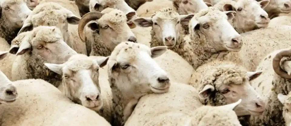Un grup dens de oi cu lână albă și cenușie stă strâns; în față se văd mai multe capete și urechi.