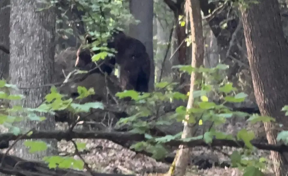 Un urs cu blană închisă la culoare se află printre copaci, parțial acoperit de crengi și frunze verzi.