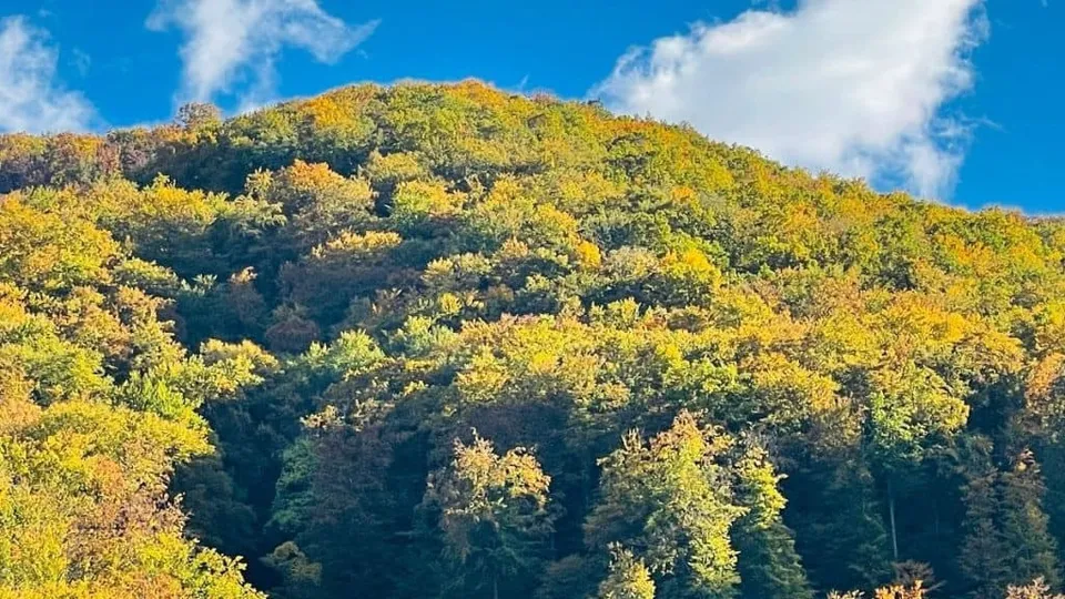 Un deal împădurit, acoperit de frunziș verde și galben, se profilează sub un cer albastru cu nori albi.