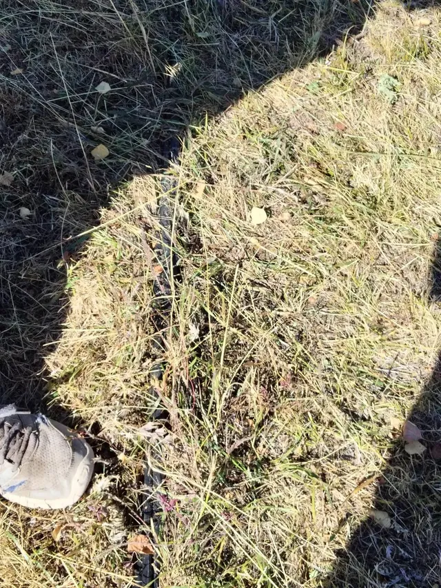 Iarbă uscată și vegetație joasă acoperă solul, iar vârful unui pantof apare în colțul din stânga jos.
