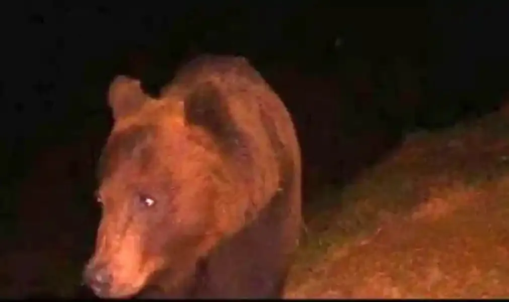 Un urs brun apare în prim-plan, cu capul întors spre stânga, pe un fundal întunecat.