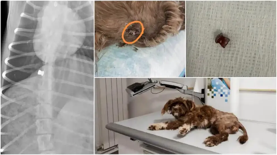 Un colaj arată o radiografie, blană cu o zonă încercuită, un fragment închis la culoare și un câine întins pe o masă.